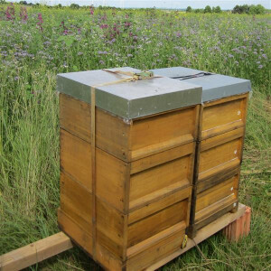 Echte Bienenpatenschaft – klassische Art, den Schutz der Insekten zu unterstützen